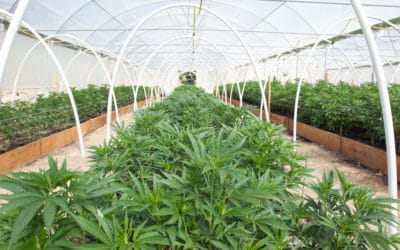 Nature and Nurture: The Primary Ways Cannabis is Grown